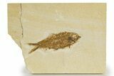 Detailed Fossil Fish (Knightia) - Wyoming #340838-1